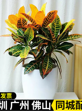 变叶木七彩盆栽室内客厅书房绿植净化空气美观乔迁送礼