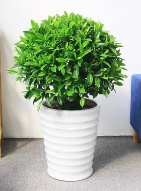 非洲茉莉盆栽 平安树盆栽幸福树 开业送礼办公室净化空气室外绿植