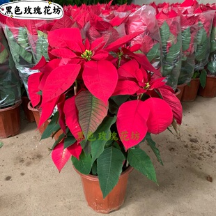 一品红盆栽 真花圣诞红年宵花节日装饰植物喜庆花卉