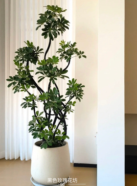 深圳造型鸭脚木盆栽七叶莲绿植办公室客厅落地大型绿植净化空气