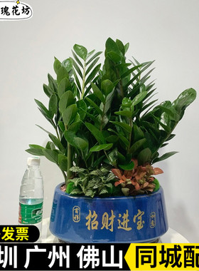 金钱树盆栽客厅办公室招财室内盆景摇钱树桌面好养盆栽净化空气