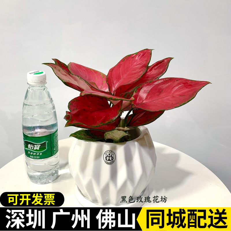 红红火火吉利红美观植物