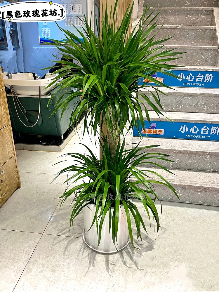 室内大型绿植龙造植物龙办公室树血棒棒糖型铁树客厅 鲜花速递/花卉仿真/绿植园艺 大型绿植/成品组合盆栽 原图主图