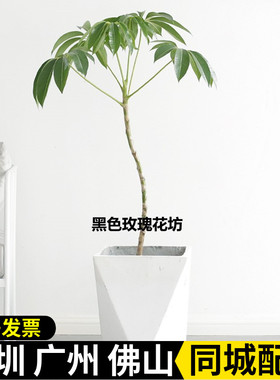 日本大叶伞保罗盆栽室内办公室观叶植物净化空气客厅北欧网红绿植