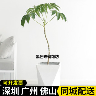 日本大叶伞保罗盆栽室内办公室观叶植物净化空气客厅北欧网红绿植