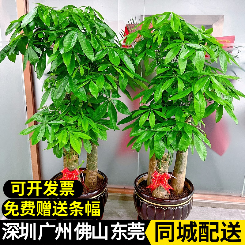 深圳发财树盆栽大型室内绿植开业乔迁送礼植物客厅新房吸收甲醛