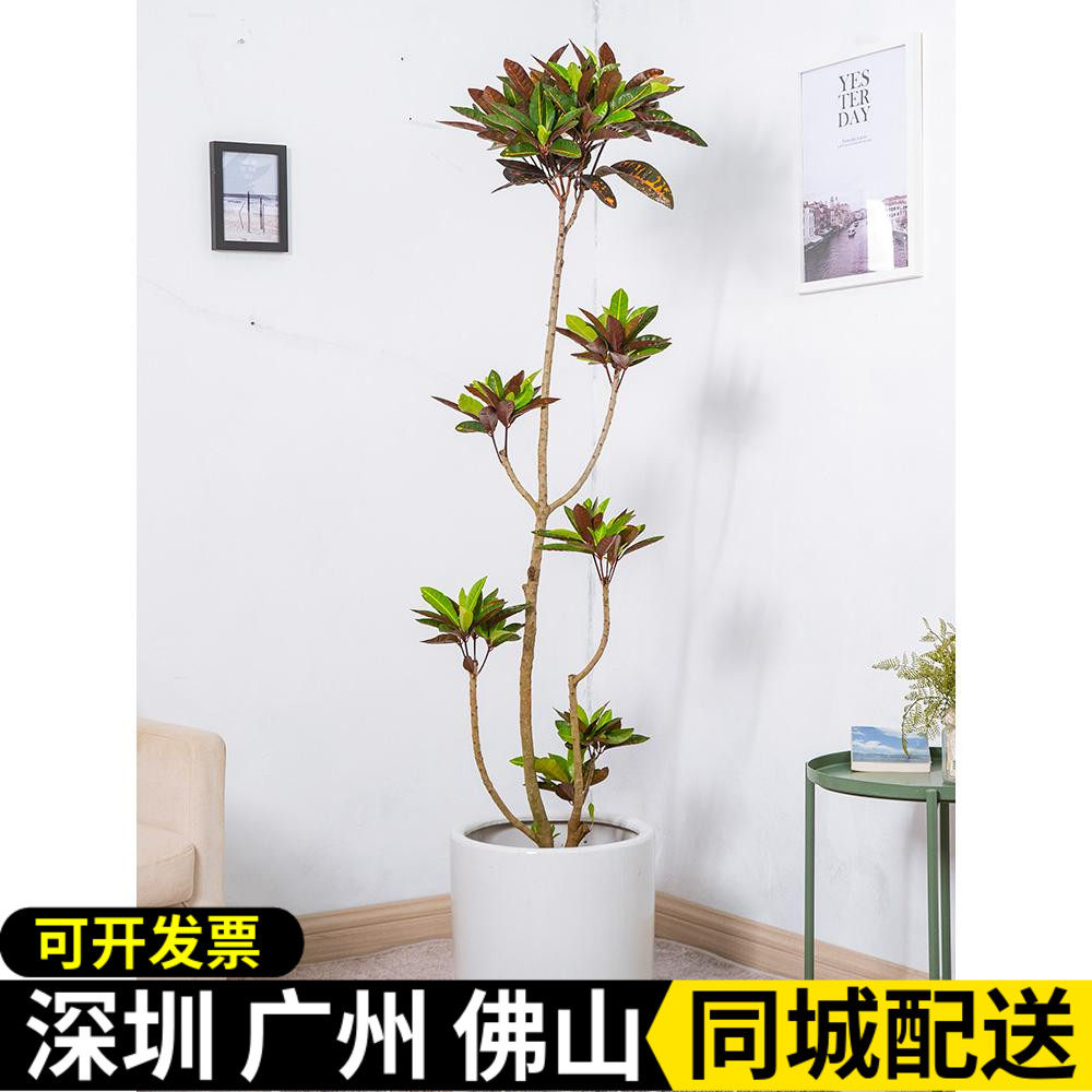 七彩变叶木盆栽网红绿植同城送货