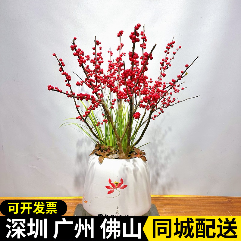 深圳北美冬青盆栽红果豆富贵籽春节年宵花喜庆发财果开业乔迁礼物