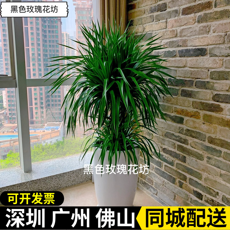 绿植客厅棒棒糖造型办公室龙须树