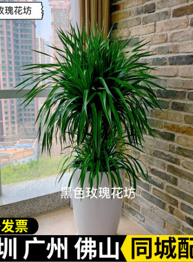 龙血树盆栽大型绿植室内客厅棒棒糖造型植物龙铁树盆栽办公室