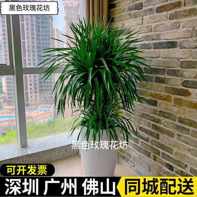 绿植客厅棒棒糖造型办公室龙须树