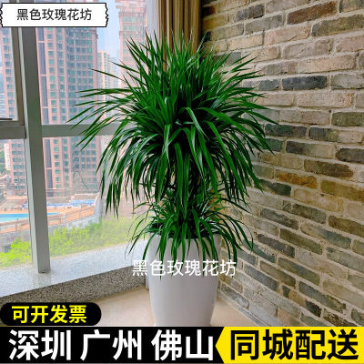 绿植客厅棒棒糖造型办公室龙须树