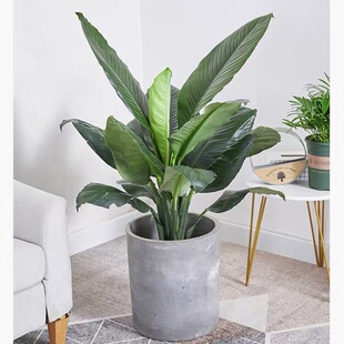 深圳同城绿巨人盆栽室内客厅前台走廊落地好养大叶绿植净化空气