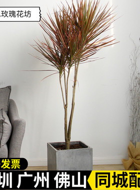 深圳 彩色千年木盆栽 办公室客厅净化空气大型绿植龙血树