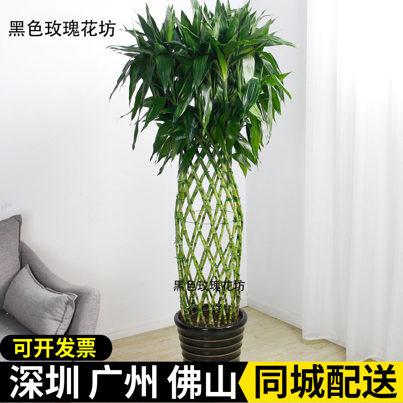 开运竹富贵竹笼办公室盆栽绿植