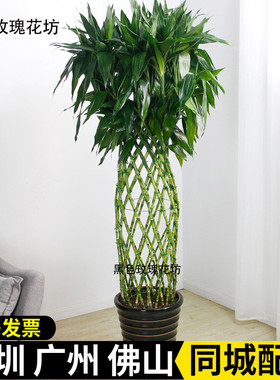 富贵竹笼盆栽开运竹大型绿植办公室客厅室内净化空气植物花卉盆景