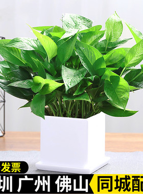 小绿萝盆栽绿植吊兰白掌小绿植办公室桌面盆栽新房净化空气好养活