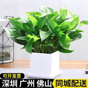 小绿萝盆栽绿植吊兰白掌小绿植办公室桌面盆栽新房净化空气好养活