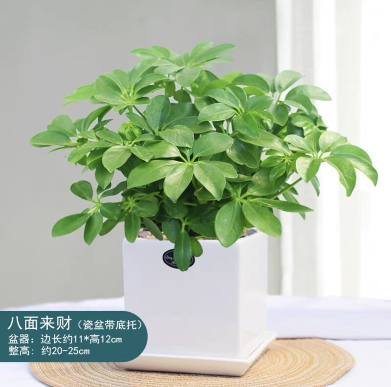深圳八方来财鸭脚木盆栽 四季常青室内阳台桌面小绿植七叶莲花卉