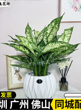 绿翡翠花叶万年青盆栽室内观叶四季常青好养桌面小绿植