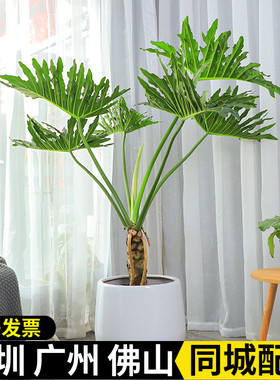 老桩龙鳞春羽盆栽大型室内办公室前台观叶植物室外净化空气深圳