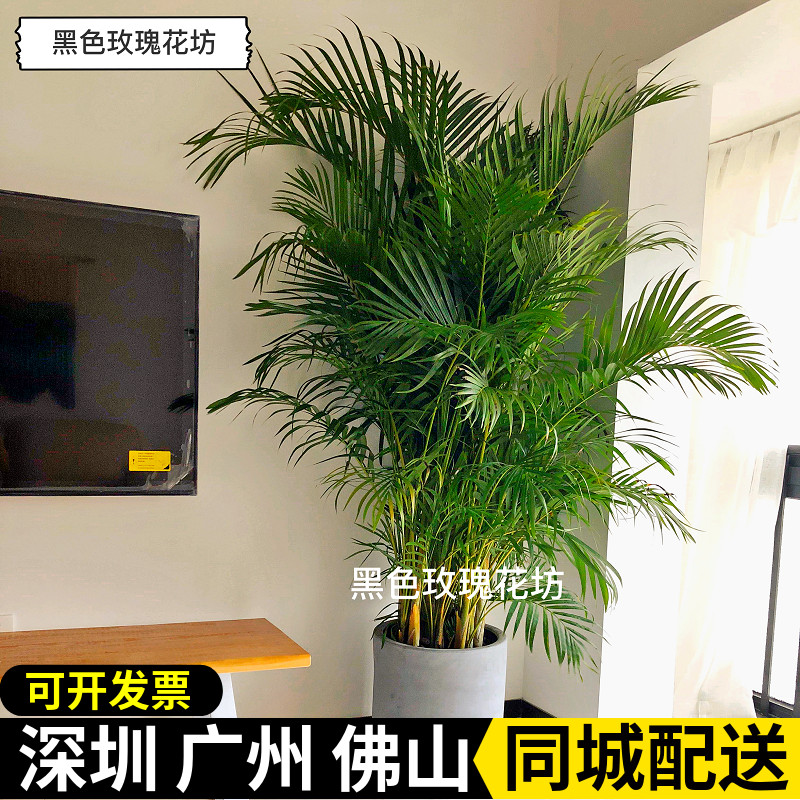 散尾葵凤尾竹盆栽同城配送上门