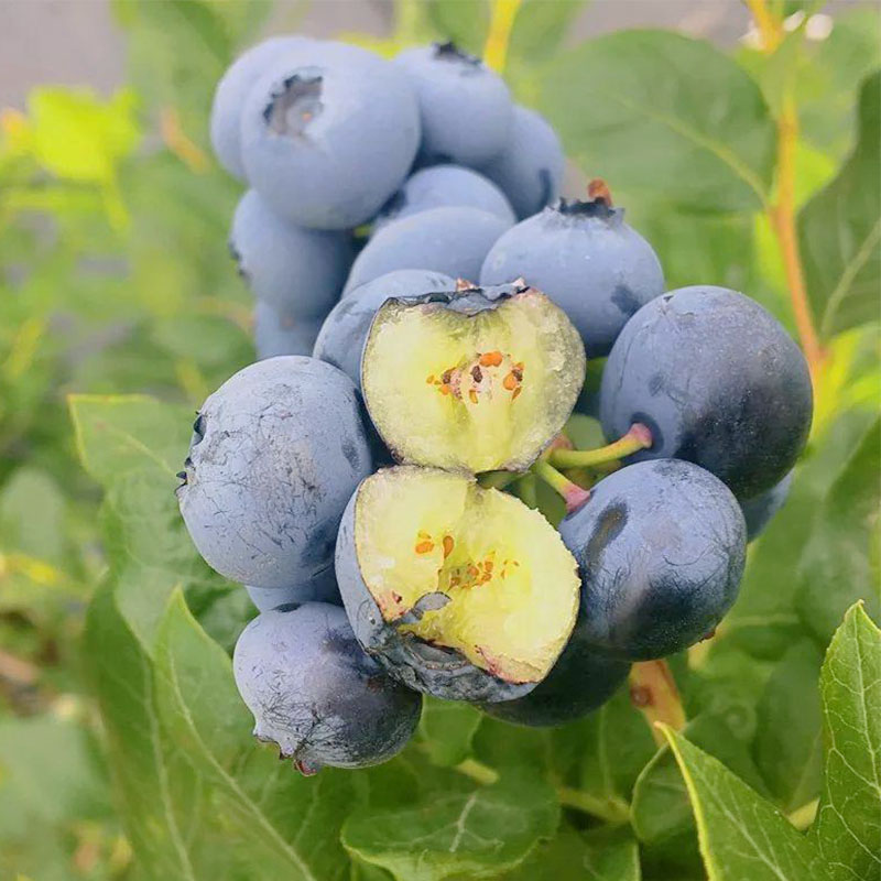 蓝莓树果苗带果蓝莓苗盆栽特大阳台果树苗当年结果
