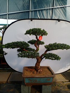 罗汉松盆景1.2米左右带长飘枝庭院四季常青罗汉松造型庭院