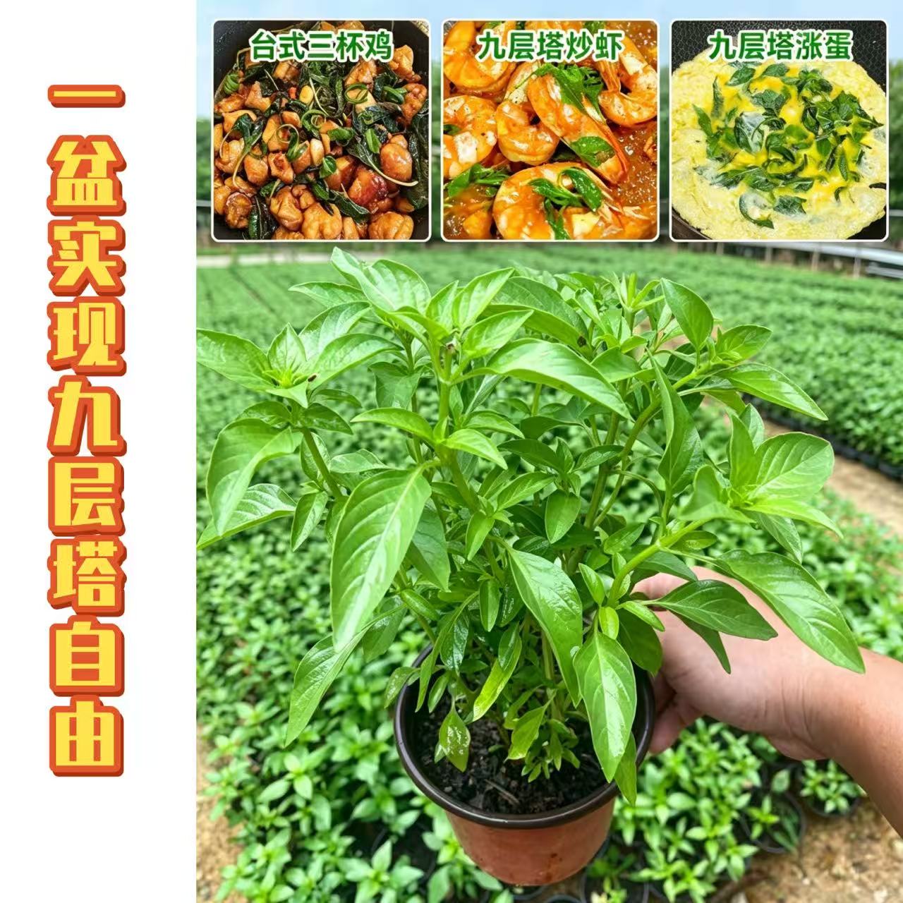 九层塔盆栽新鲜可食用潮汕金不换苗泰国罗勒叶花香料植物调味香草