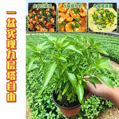 九层塔盆栽新鲜可食用潮汕金不换苗泰国罗勒叶花香料植物调味香草