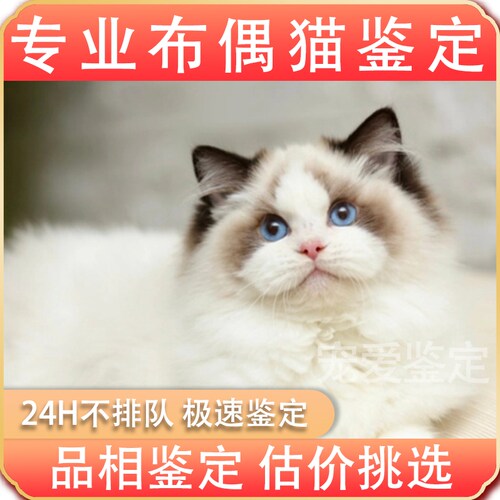 布偶猫专业鉴定品相鉴定估价挑选