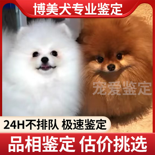 博美犬专业鉴定品相鉴定估价挑选