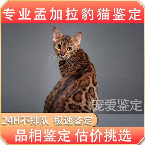 豹猫专业鉴定品相鉴定估价挑选