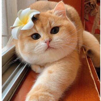 代买靠谱金渐层布偶猫德文猫缅因猫拿破仑加菲猫金吉拉各种品种猫