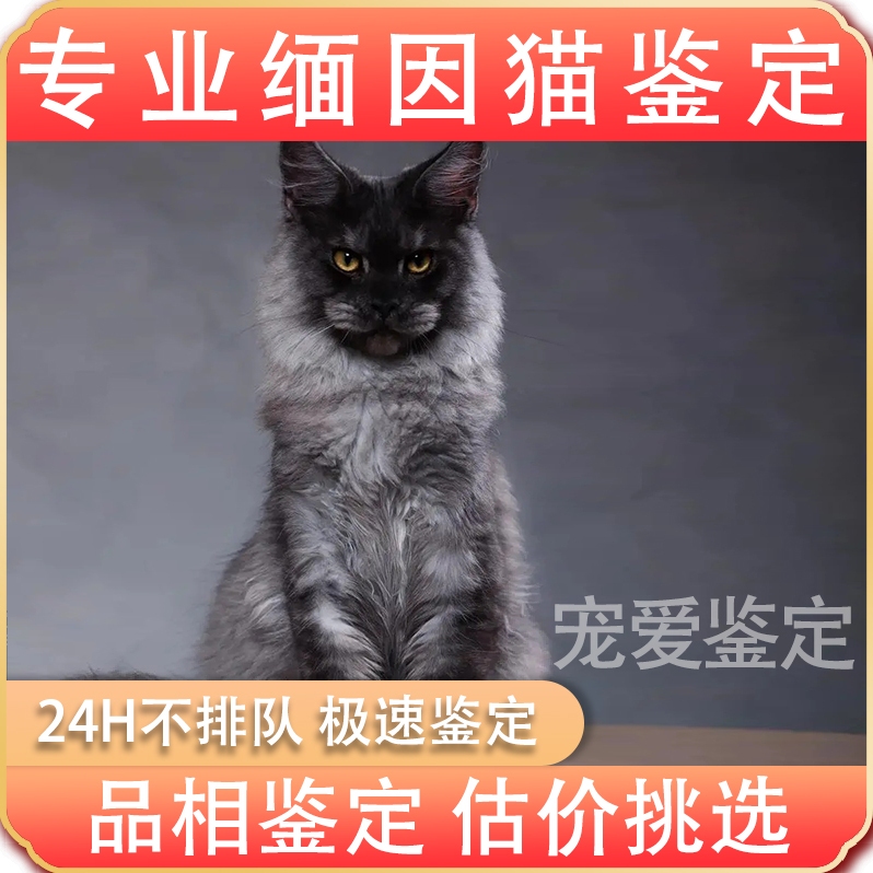 缅因猫专业鉴定品相鉴定估价挑选