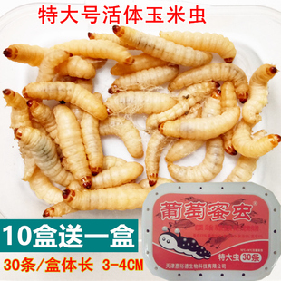 特大玉米虫活体葡萄蜜虫活虫大蜡螟仓鼠爬宠绣眼画眉鸟食鱼饵饲料