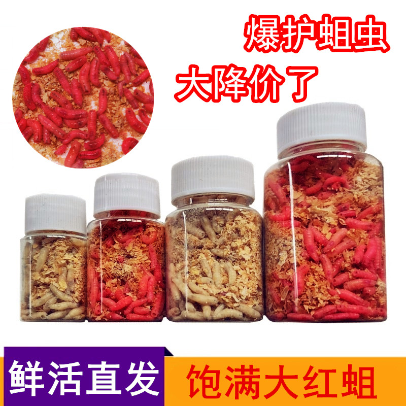 钓鱼活体蛆虫溪石斑餐条马口公鱼活蛆钓鲫鱼大号红蛆鲜活白蛆活饵