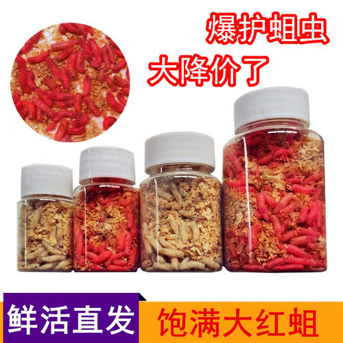 鲜活蛆虫大号红蛆鲫鱼饵