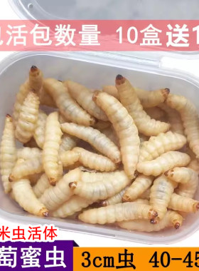 活体葡萄蜜虫鱼饵饲料大号玉米虫