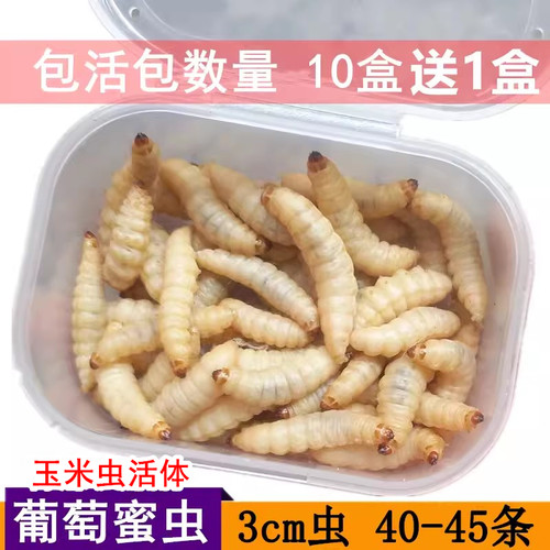 活体葡萄蜜虫鱼饵饲料大号玉米虫