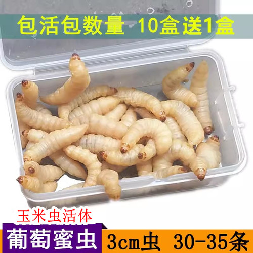 大号葡萄蜜虫鱼饵玉米虫宠物饲料