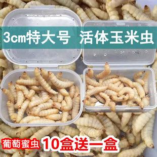 玉米虫葡萄蜜虫活虫体大蜡螟活体鱼饵仓鼠画眉鸟饲料爬宠食物鸟食