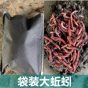 钓鱼大红蚯蚓袋装鲜活散装蚯蚓种苗活体鱼饵60袋/筐包活四川重庆