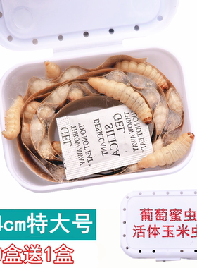 特大葡萄密虫玉米虫活体宠物饲料