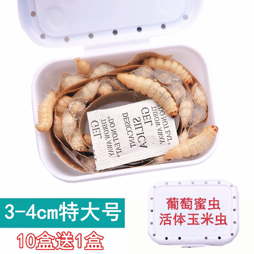特大葡萄密虫玉米虫活体宠物饲料