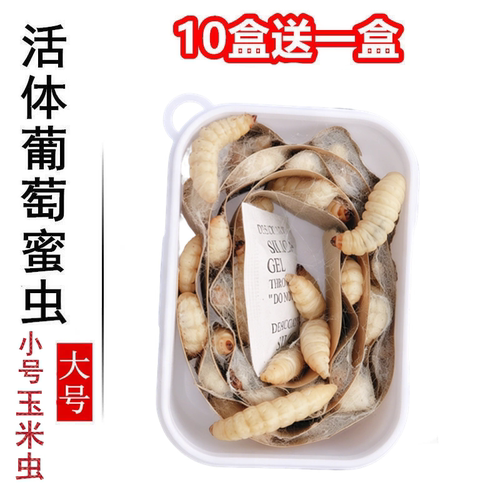 活体玉米虫葡萄蜜虫宠物饲料鱼饵