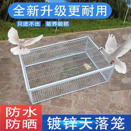新款鸽子笼天落笼撞门铁笼