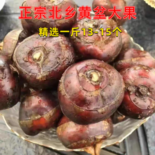 乐昌北乡马蹄新鲜荸荠大个现挖脆甜多汁即食水果大号马蹄