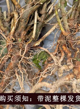 新鲜现挖野生枸杞根地骨皮枸杞子根枸杞子茶广东煲汤泡酒枸杞头
