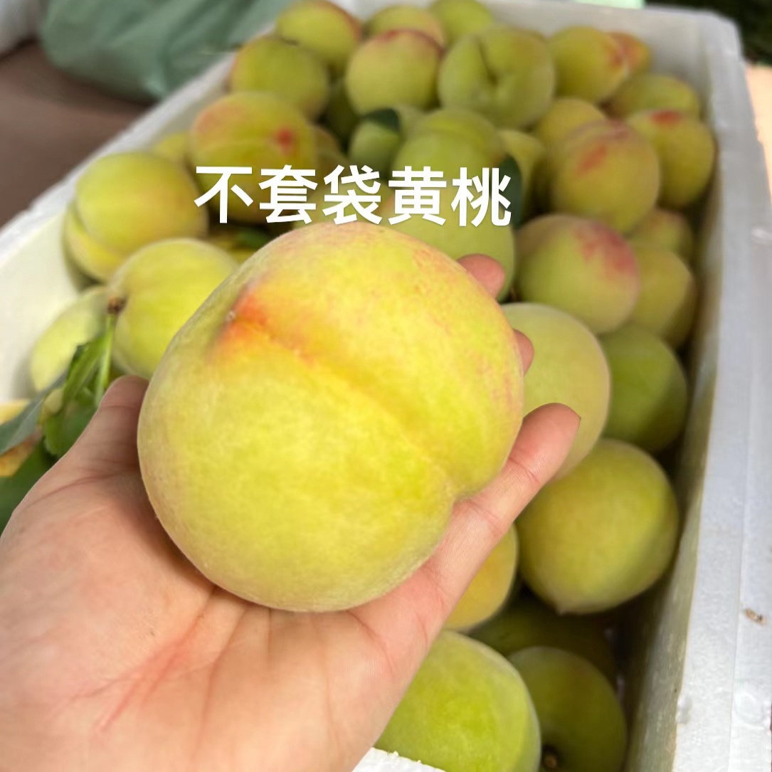 广东韶关九峰高山黄桃新鲜水果特大桃子应季蜜桃甜脆黄金锦绣炎陵